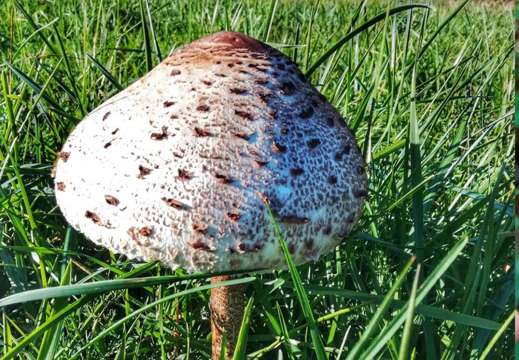 une lépiote, dans une prairie, à l'automne (septembre)