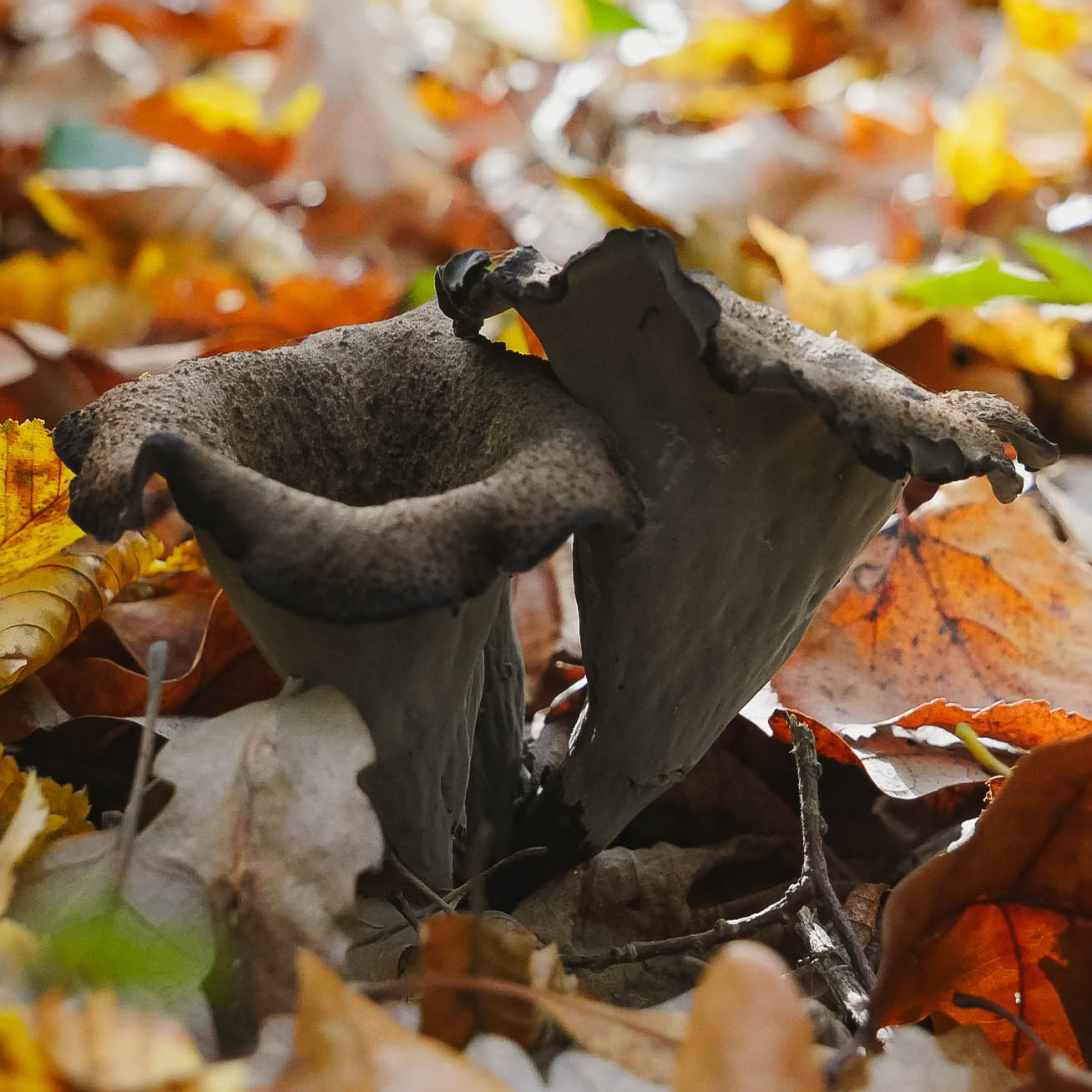 trompette de la mort