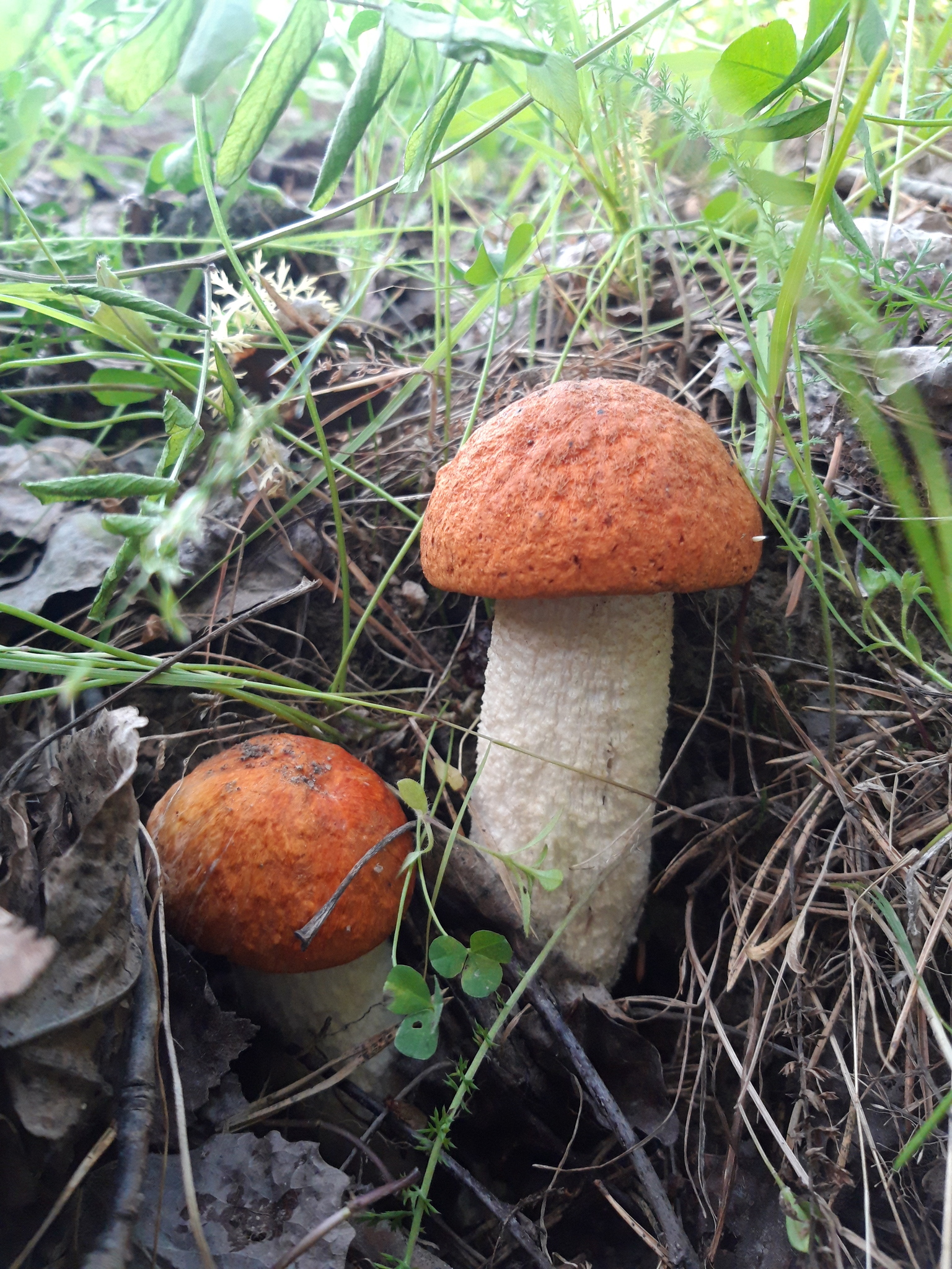 Bolet orangé des peupliers
