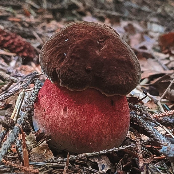 bolet à pied rouge