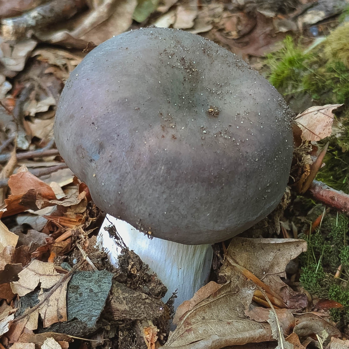 russule charbonnière