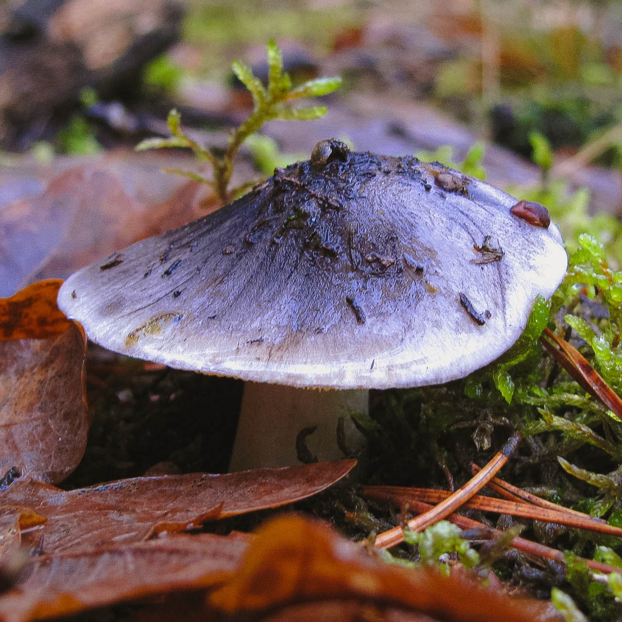 tricholome prétentieux