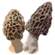 Carte des morilles